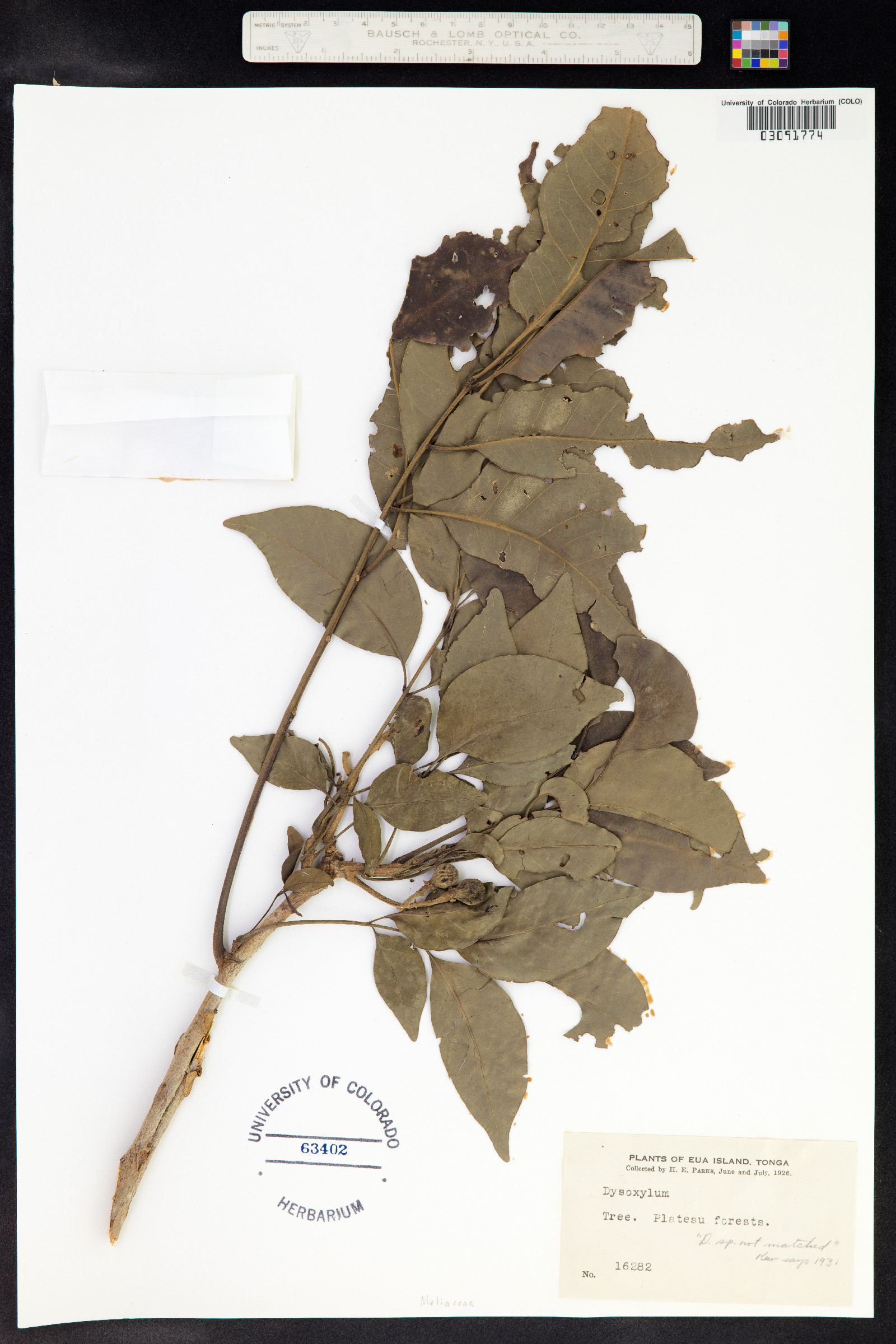 Dysoxylum image