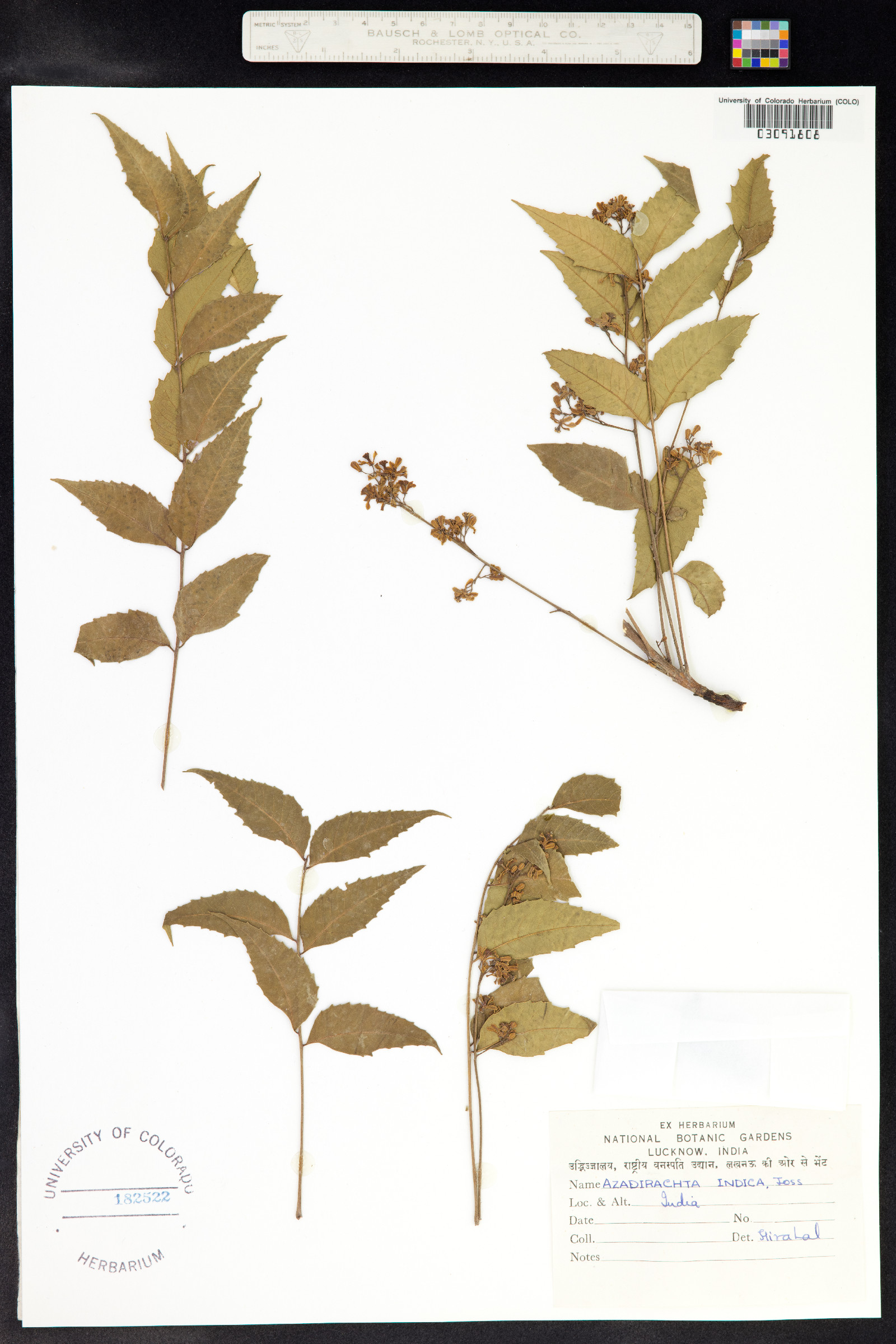 Azadirachta indica image