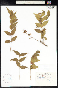Image of Azadirachta indica