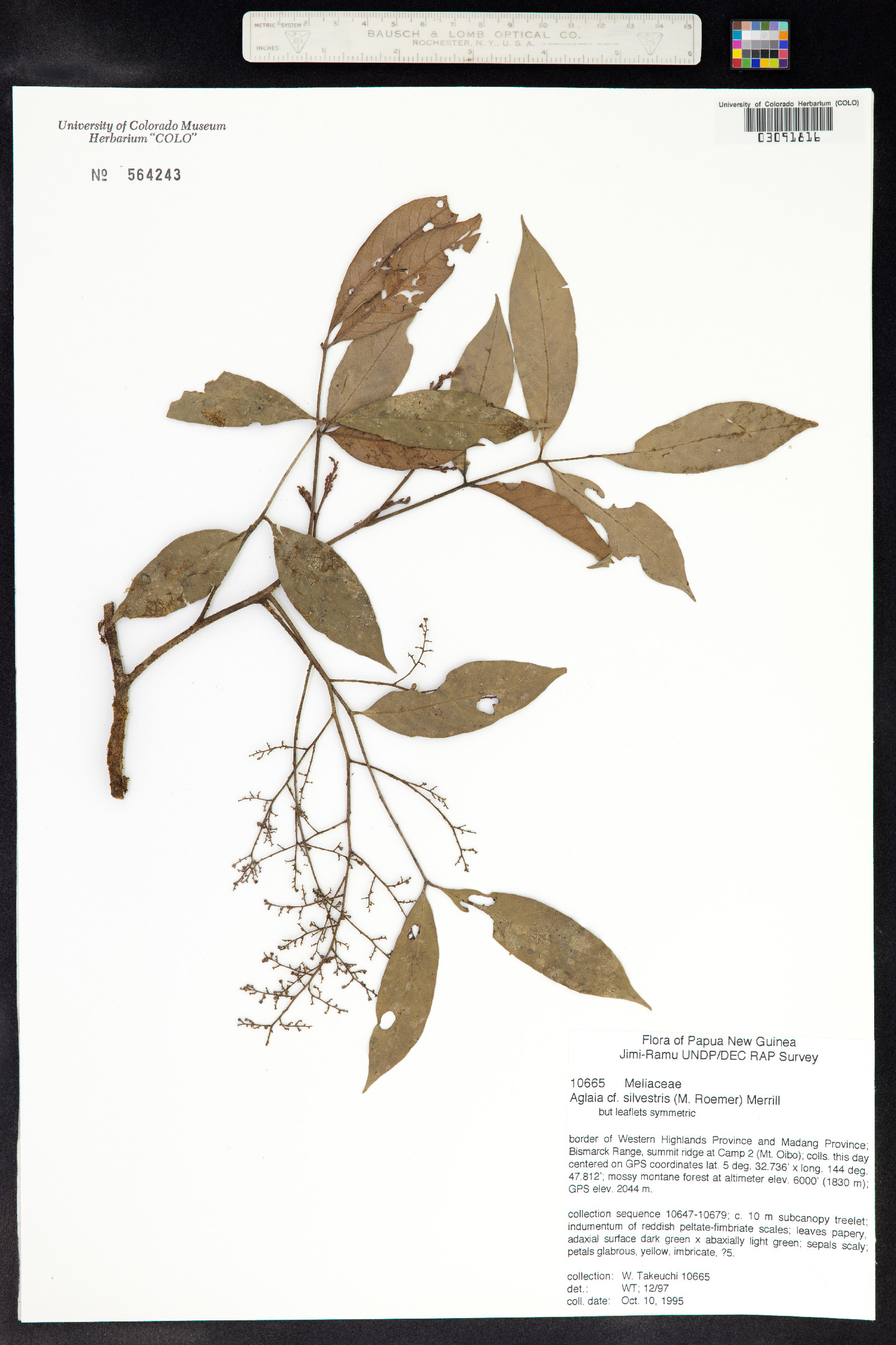 Aglaia image
