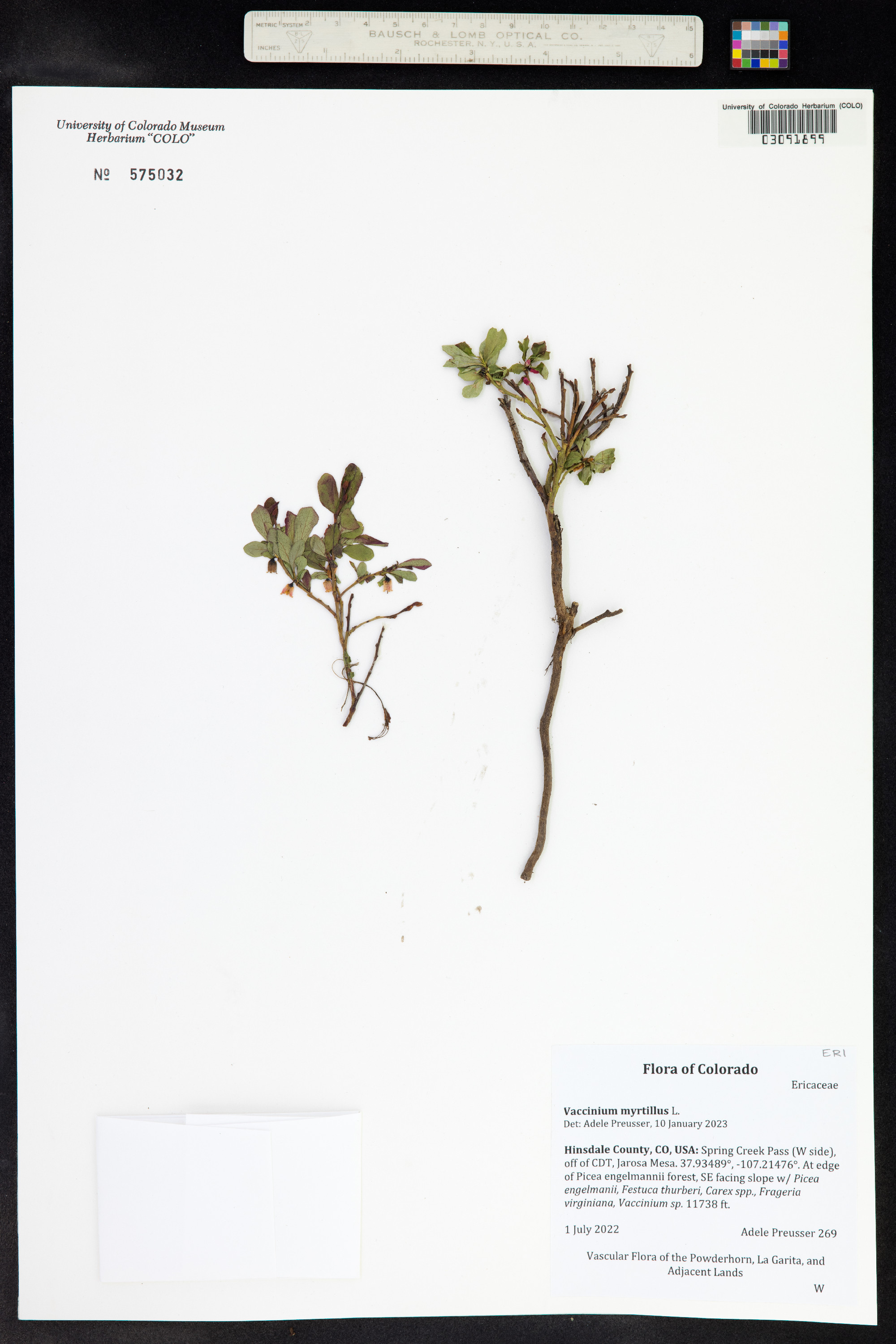 Vaccinium myrtillus image