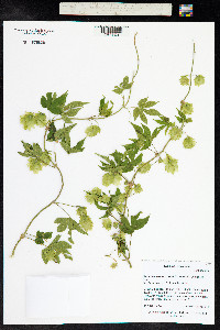 Humulus lupulus image