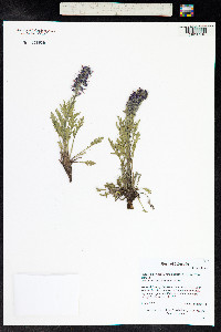 Phacelia sericea image