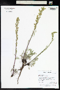 Artemisia laciniata image