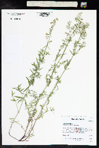Galium serpenticum image