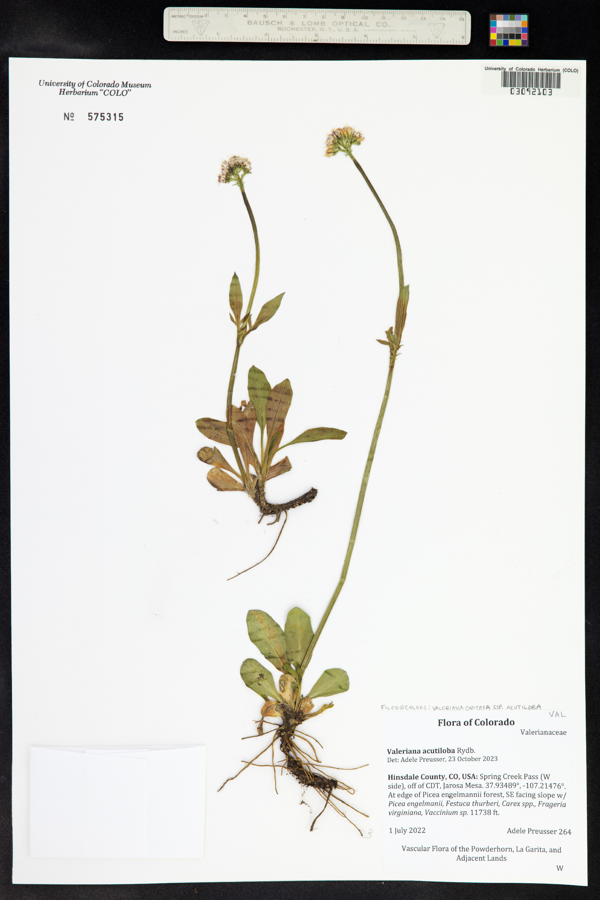 Valeriana image