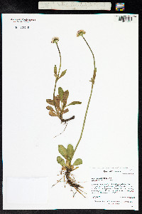 Valeriana capitata image