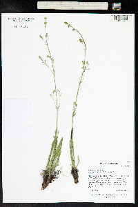 Valeriana edulis image