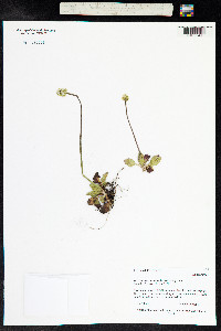 Micranthes rhomboidea image