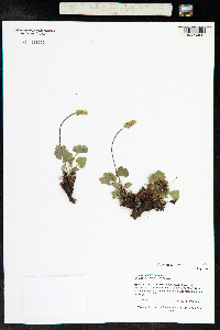 Heuchera parvifolia image