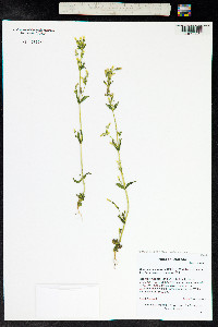 Gentianella amarella image