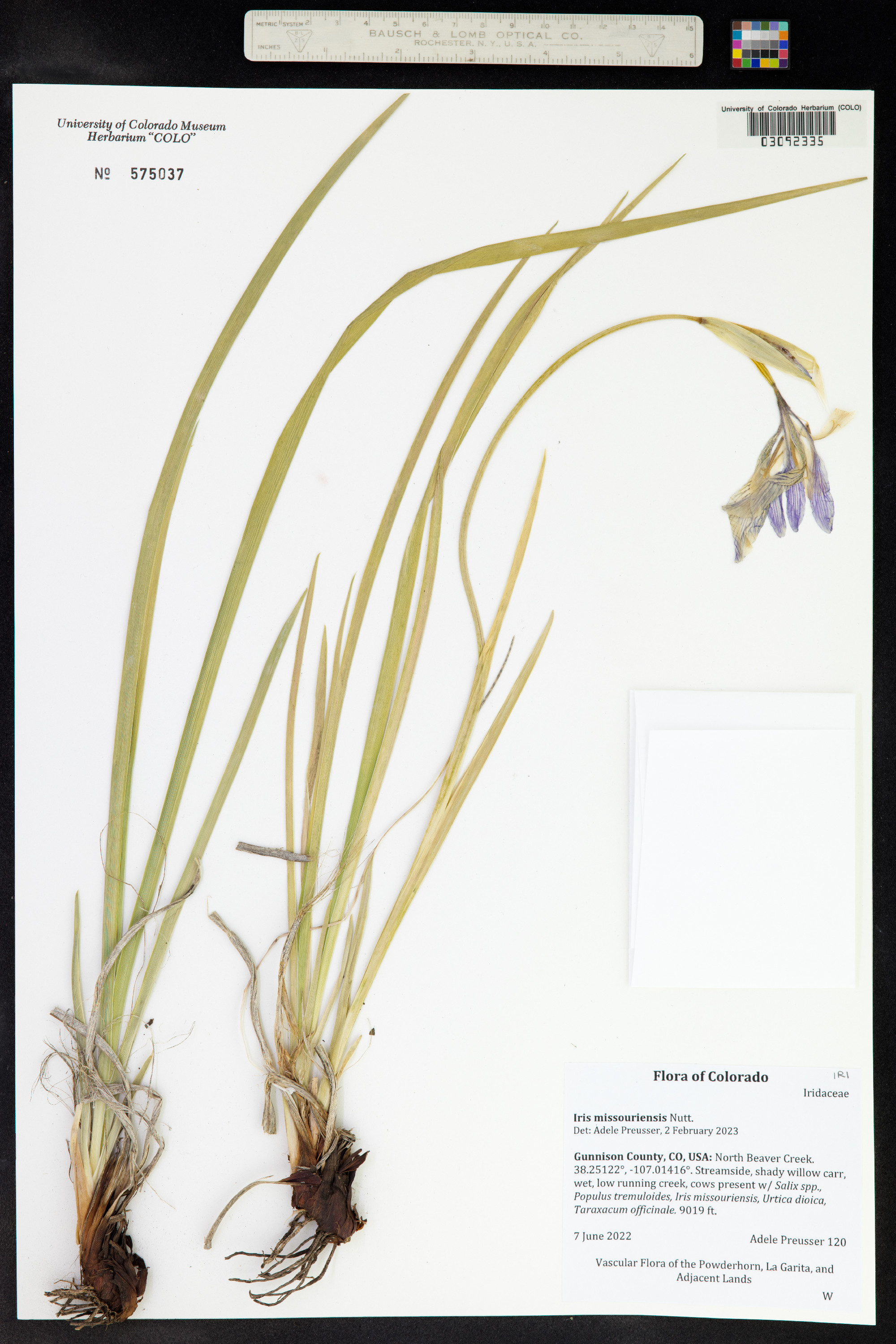 Iris missouriensis image