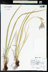 Iris missouriensis image