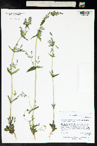 Gentianella amarella ssp. acuta image