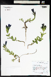Gentiana parryi image