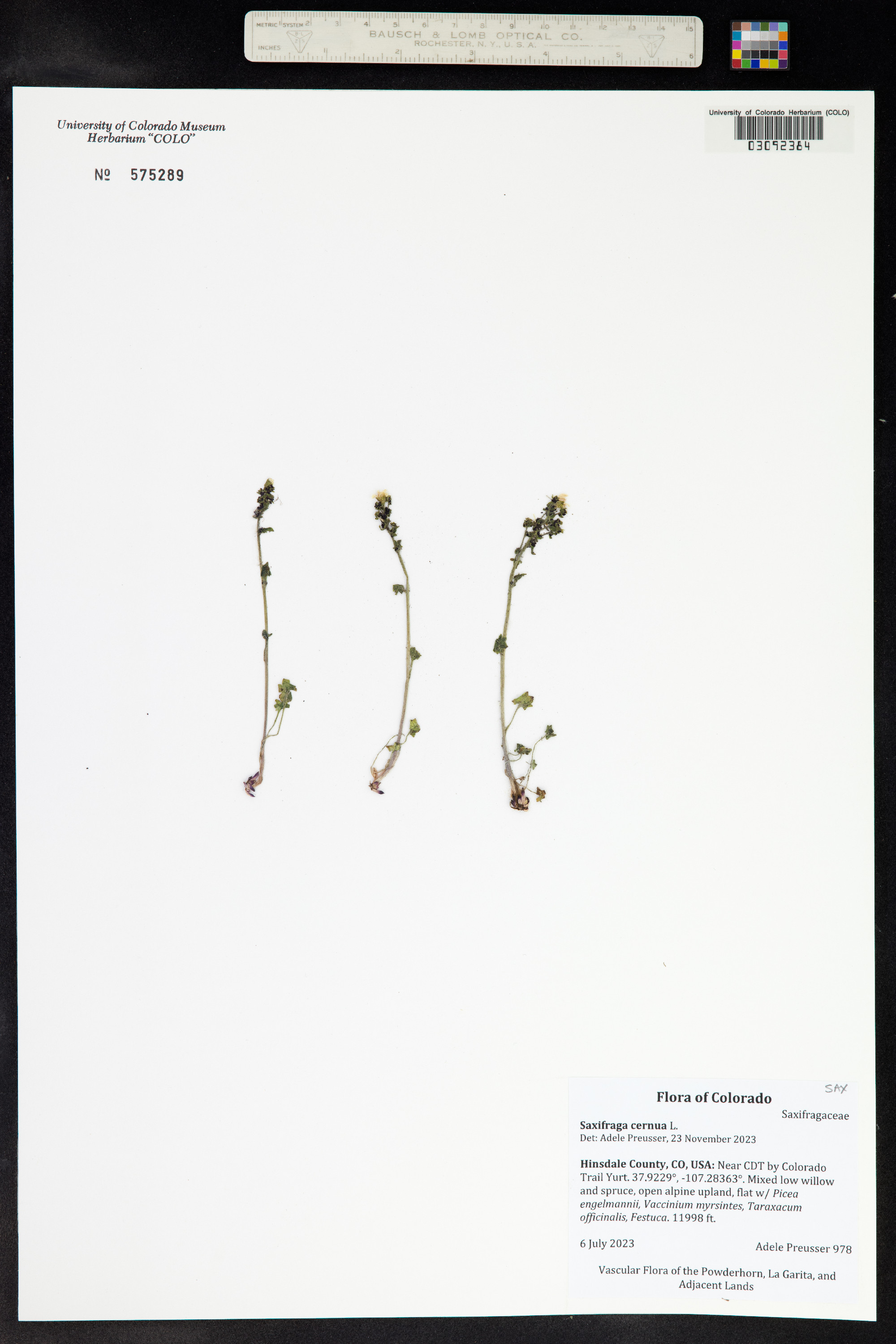 Saxifraga cernua image