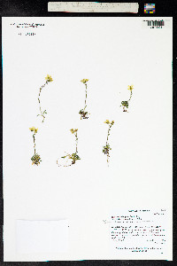 Saxifraga serpyllifolia image