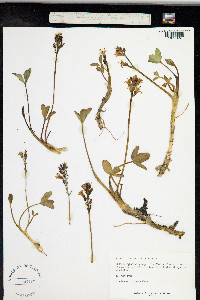 Menyanthes trifoliata image