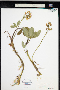 Menyanthes trifoliata image