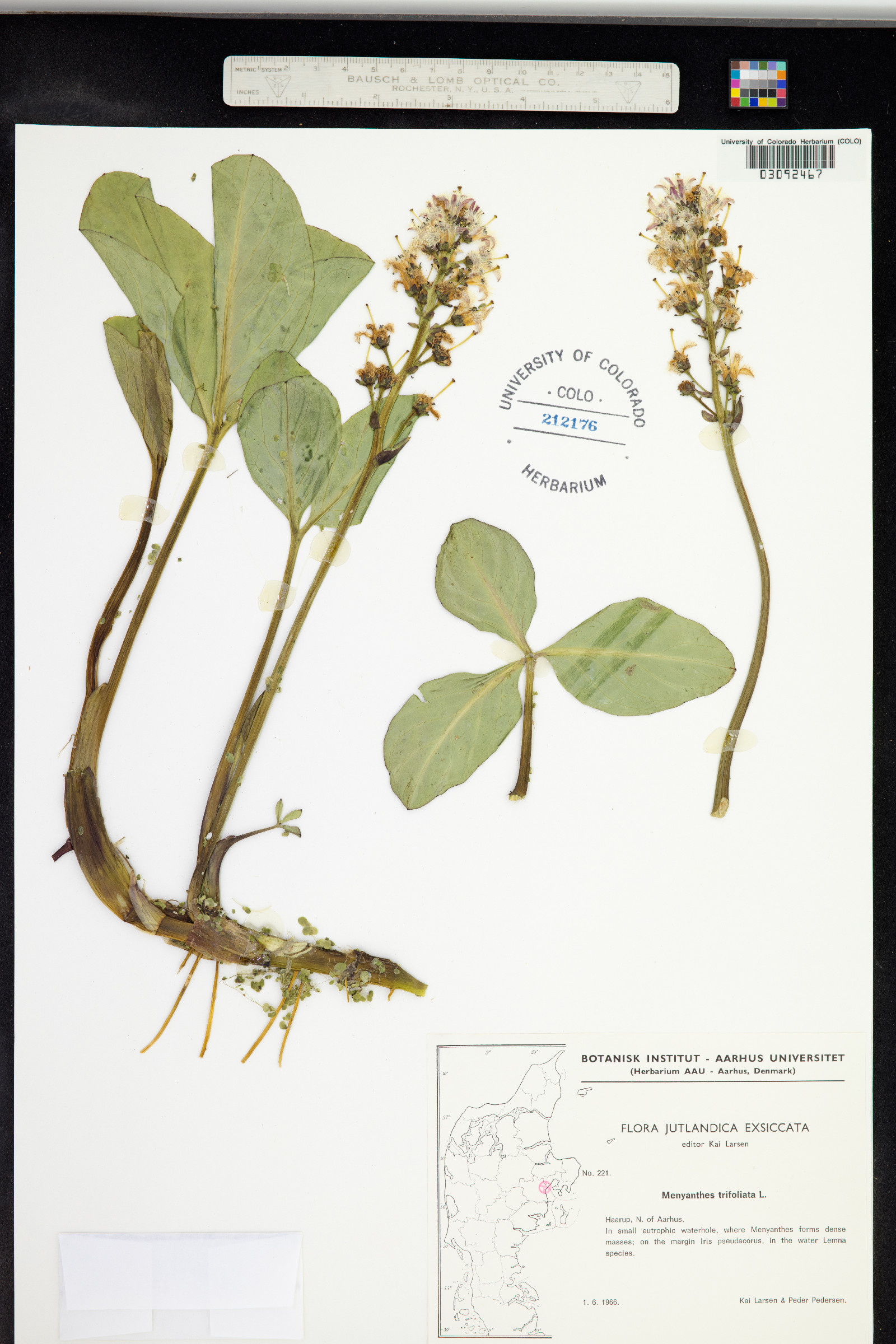 Menyanthes trifoliata image