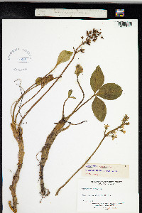 Menyanthes trifoliata image