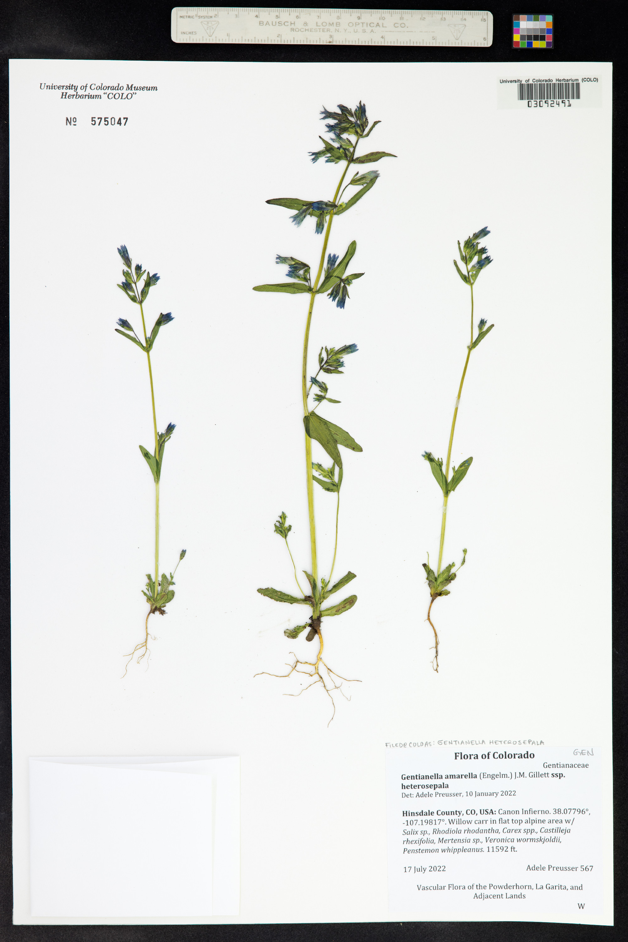 Gentianella amarella image