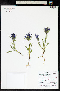Gentianopsis barbellata image