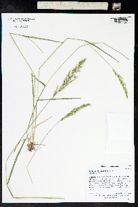 Trisetum spicatum image