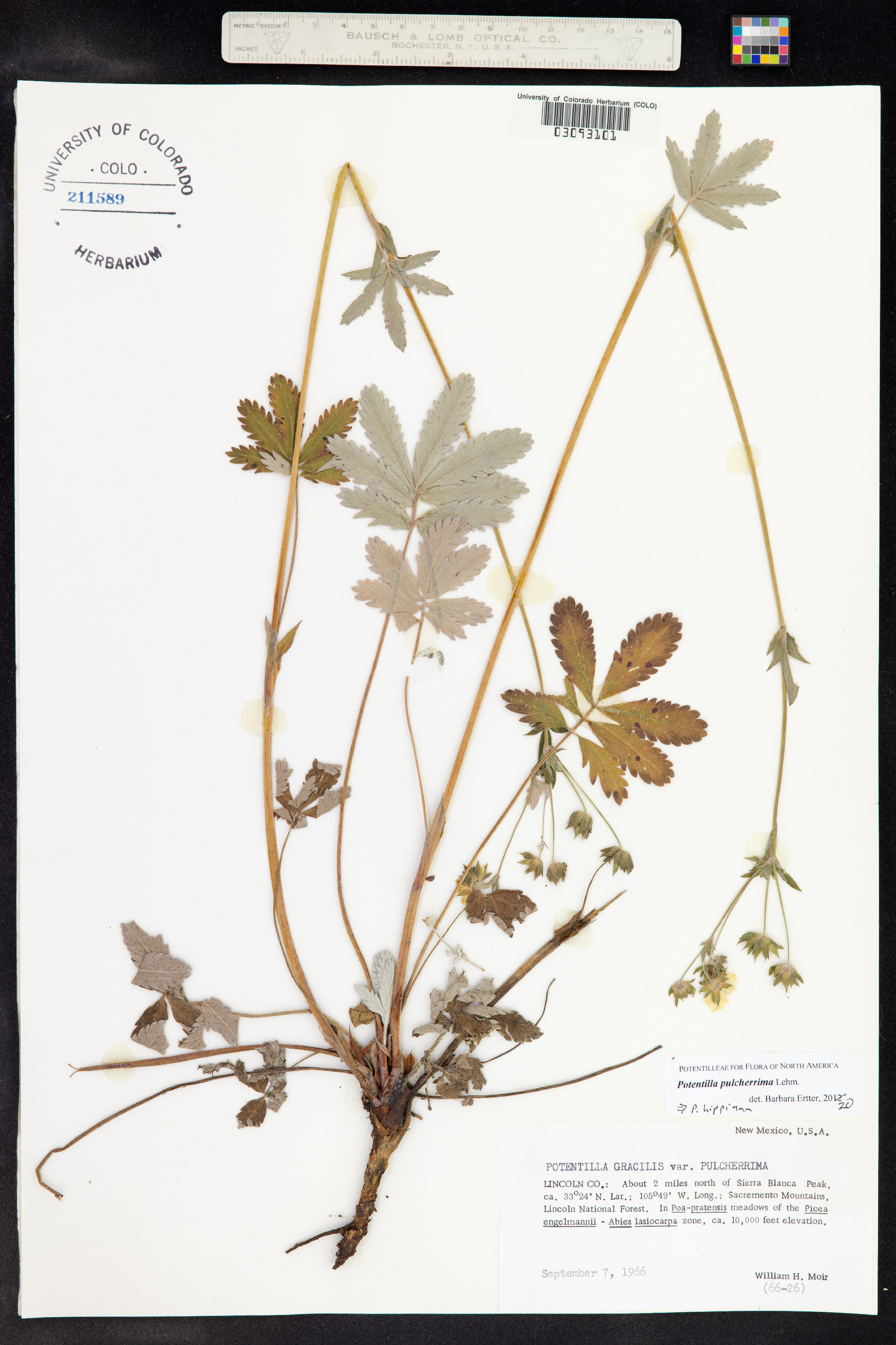 Potentilla hippiana image