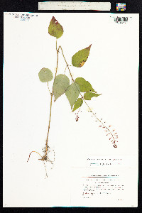 Circaea lutetiana image