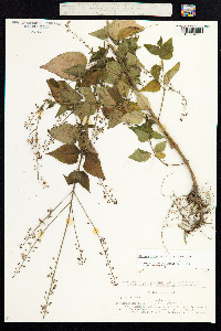 Circaea lutetiana image
