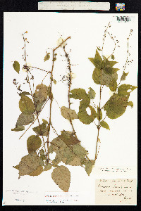 Circaea lutetiana image