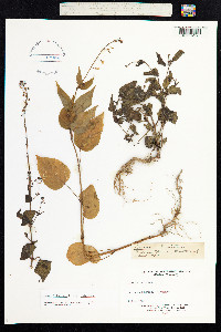 Circaea lutetiana image