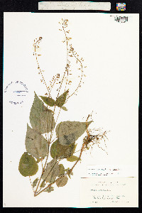 Circaea lutetiana image