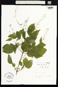 Circaea lutetiana image