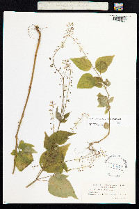 Circaea lutetiana image