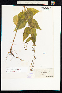 Circaea lutetiana image