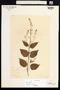 Circaea lutetiana image