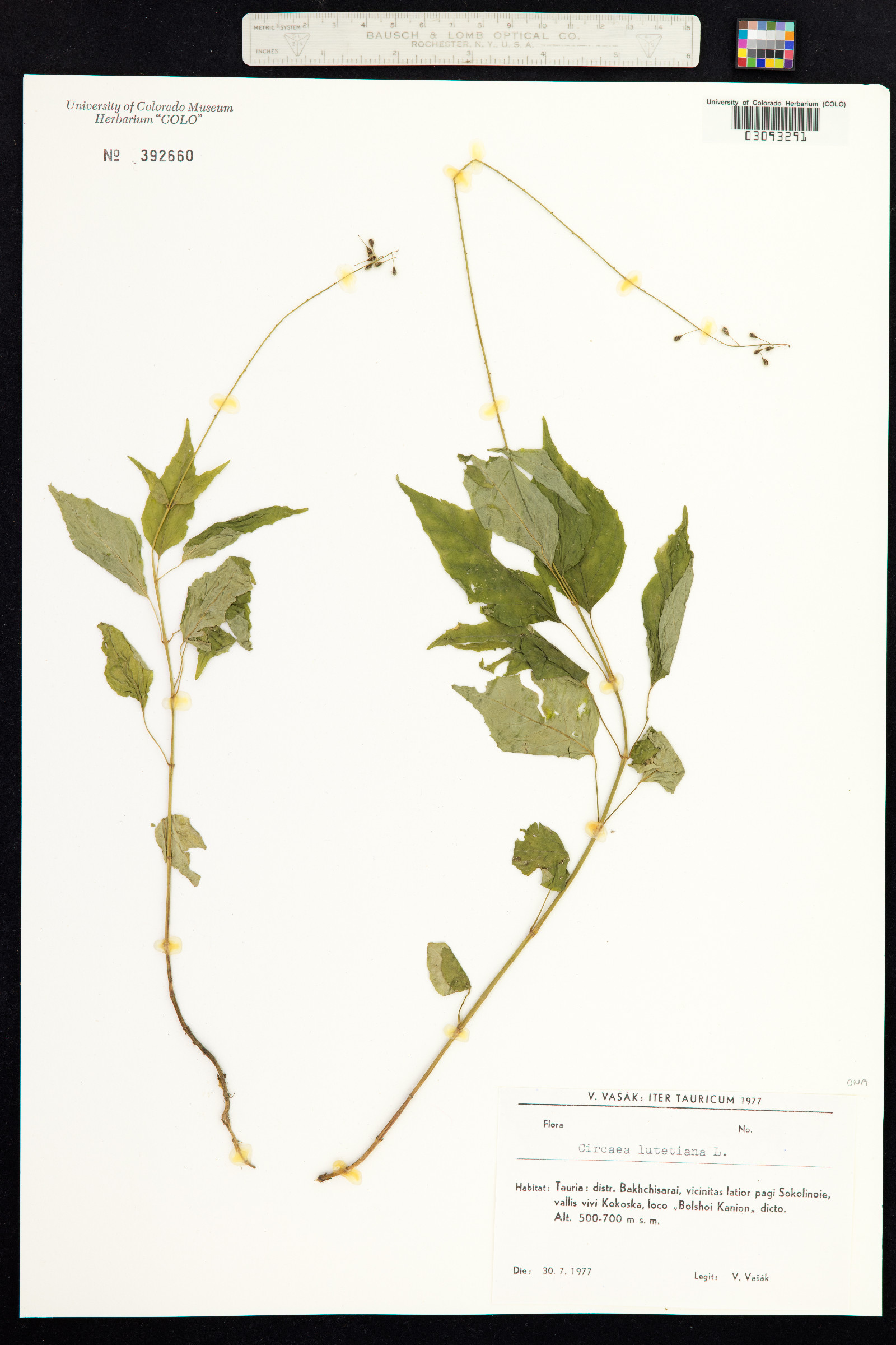 Circaea lutetiana image