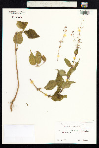 Circaea lutetiana image