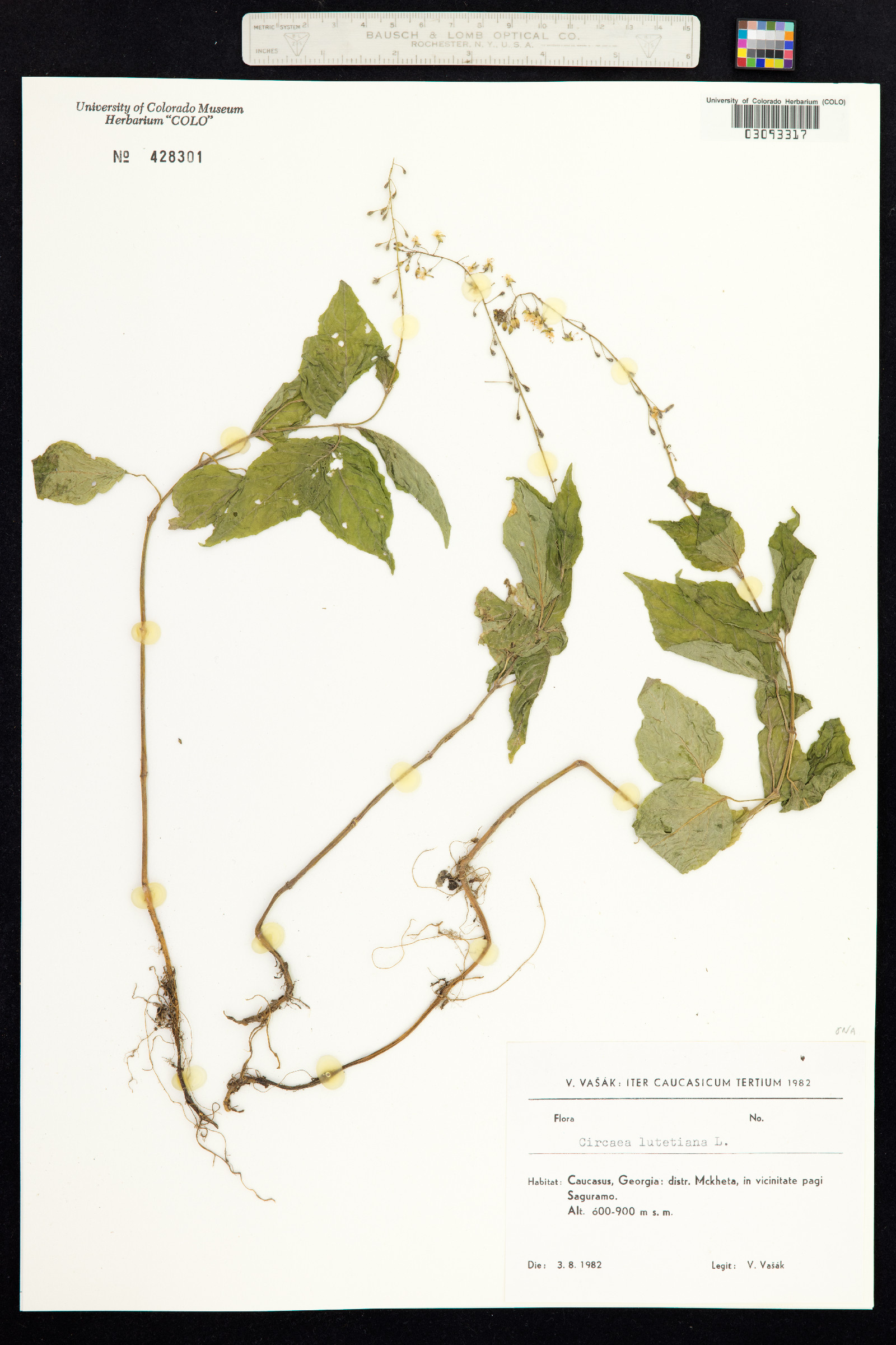 Circaea lutetiana image