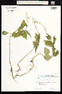 Circaea lutetiana image