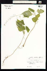 Circaea lutetiana image