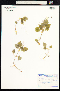 Circaea alpina image
