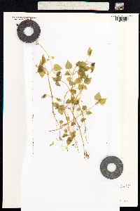 Circaea alpina image