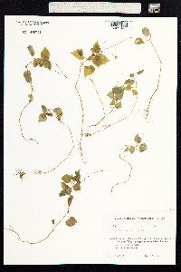 Circaea alpina image