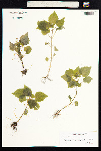 Circaea alpina image