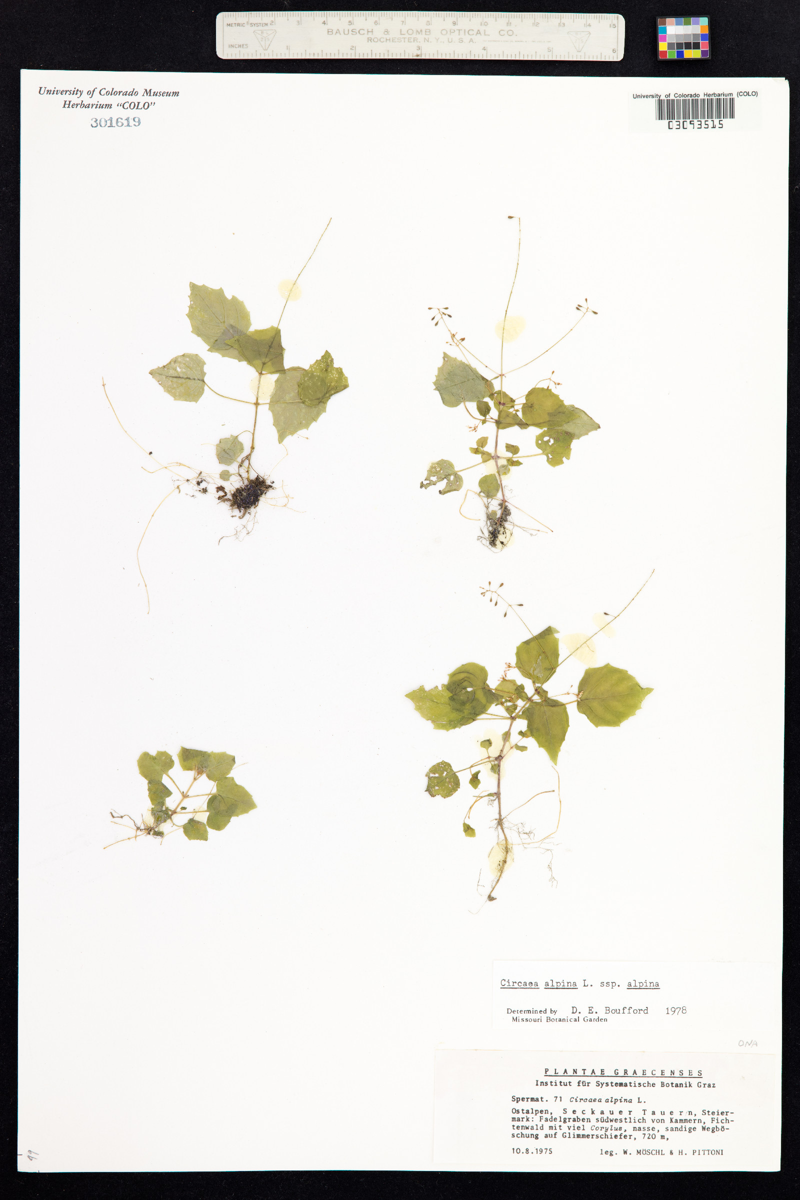 Circaea alpina image
