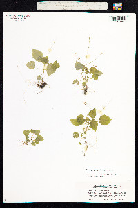 Circaea alpina image