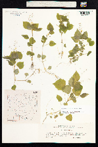 Circaea alpina image